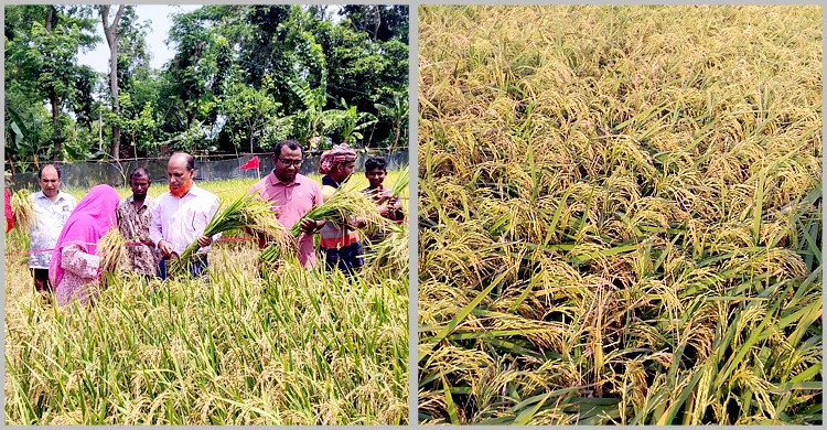 বাগেরহাটে বঙ্গবন্ধু ১শ’ জাতের ধানের বাম্পার ফলন