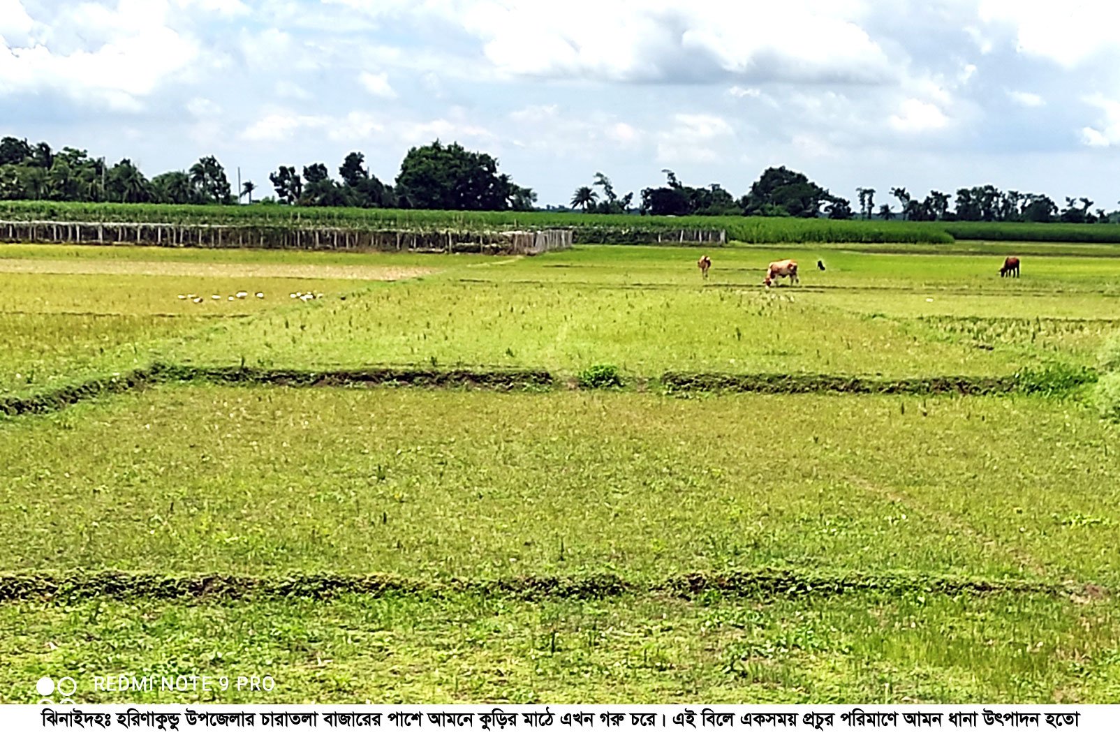 ঝিনাইদহে চৈত্রের খরা, কৃষকের কপালে চিন্তার ভাজ