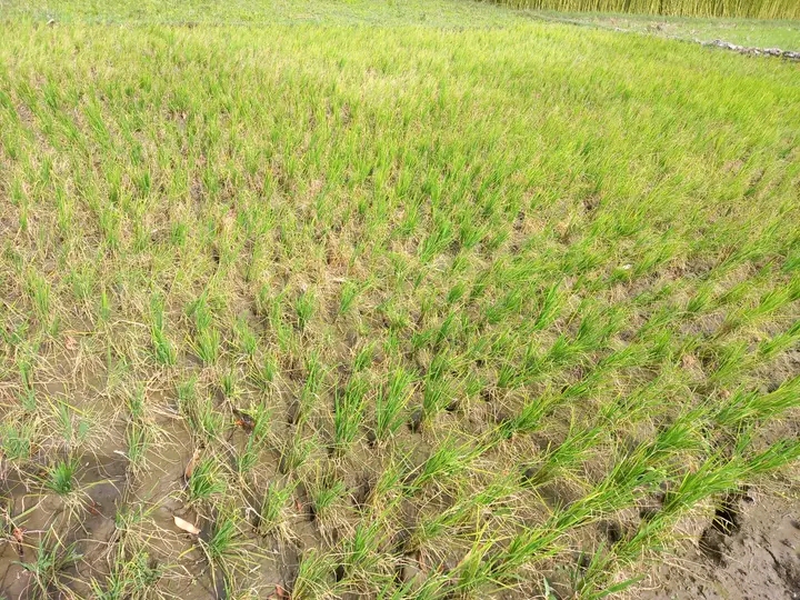 ঠাকুরগাঁওয়ে পানির অভাবে বিপাকে আমন ধান চাষিরা!