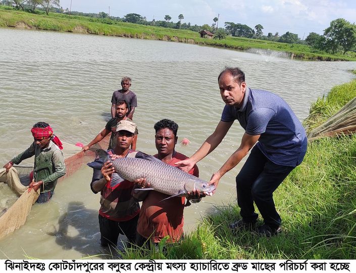 চাইনিজ কার্প মাছের রেনু উৎপাদনে অভাবনীয় সাফল্য