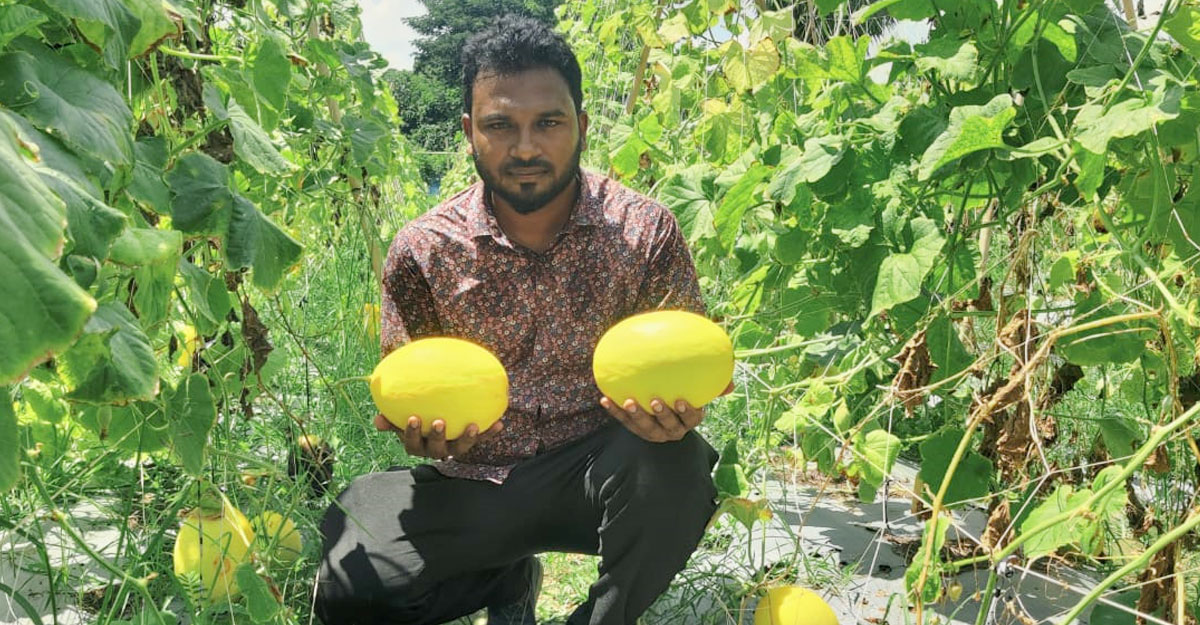 চাকরি ছেড়ে কৃষিকাজ, উদ্যোক্তা ফয়সালের বছরে আয় ১৩ লাখ