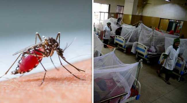 ডেঙ্গু আতঙ্ক : আরও ৬ মৃত্যু, হাসপাতালে ৭৩৪