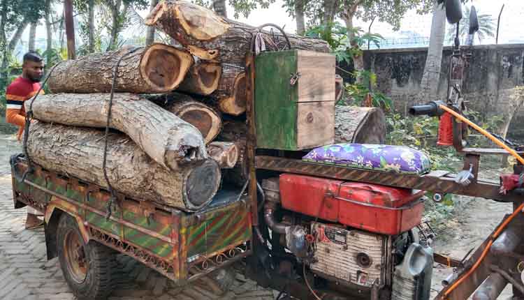 বাগেরহাটে বন বিভাগের কর্তনকৃত গাছের লগ জব্দ