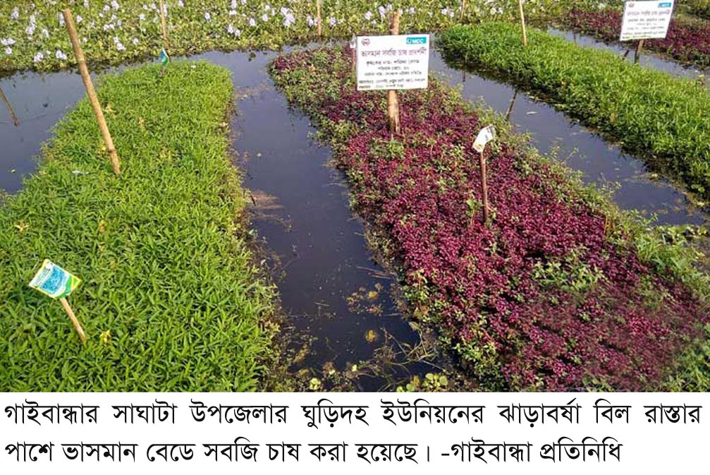 গাইবান্ধায় খাল-বিলে ভাসমান পদ্ধতিতে চাষাবাদ