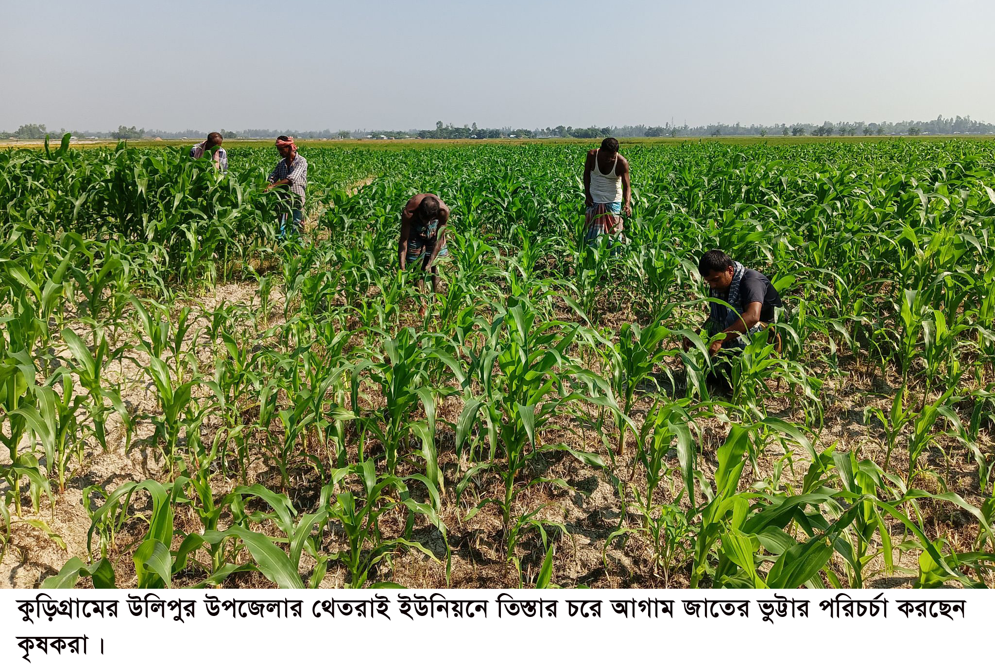 উলিপুরে আগাম জাতের ভুট্টা চাষ, বাম্পার ফলনের আশা