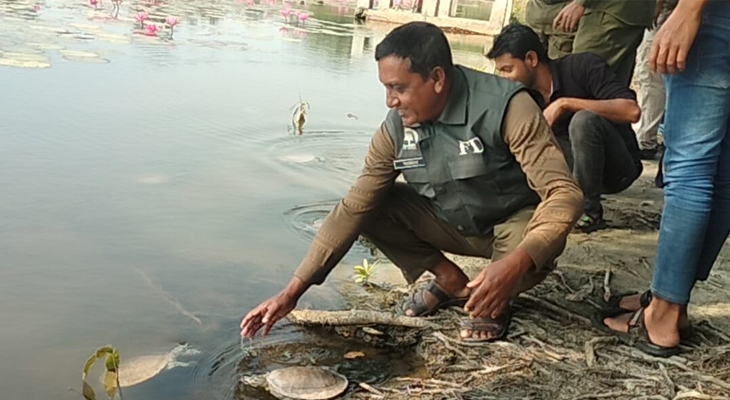 সুন্দরবনের পুকুরে বিলুপ্ত প্রজাতির ৪০টি কচ্ছপের বাচ্চা অবমুক্ত