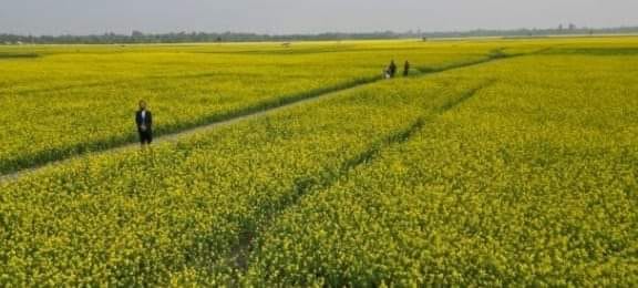 সরিষার হলুদ ফুলে ভরে গেছে ঝিনাইদহের মাঠ
