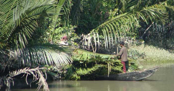 সুন্দরবনের গোলপাতা আহরণ মৌসুম শুরু