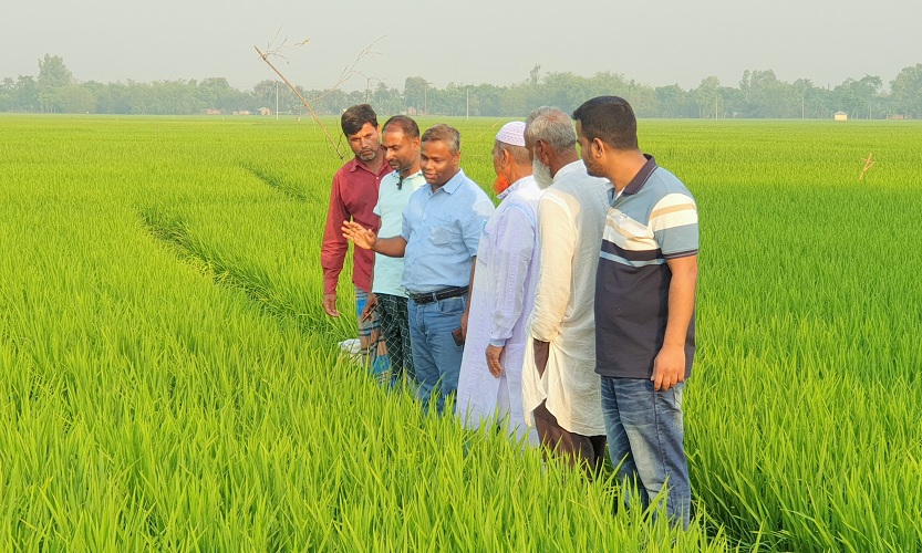 দেশের সর্ববৃহৎ সমলয় পদ্ধতিতে বোরো চাষ