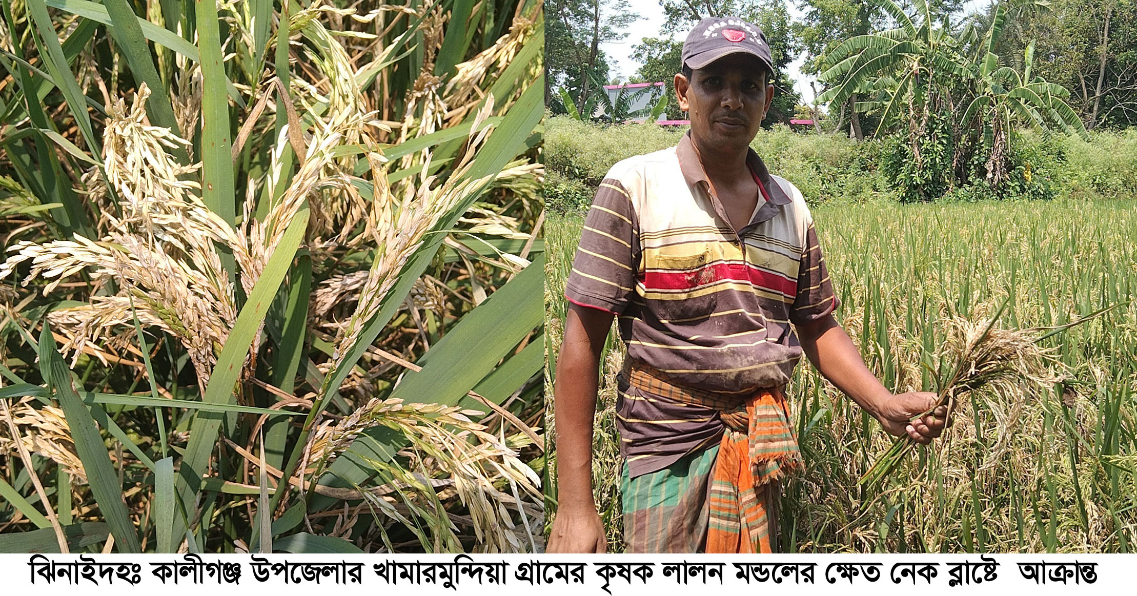 ঝিনাইদহের কালীগঞ্জে নেক ব্লাস্টে দিশেহারা কৃষক, জানেন না কৃষি কর্মকর্তারা