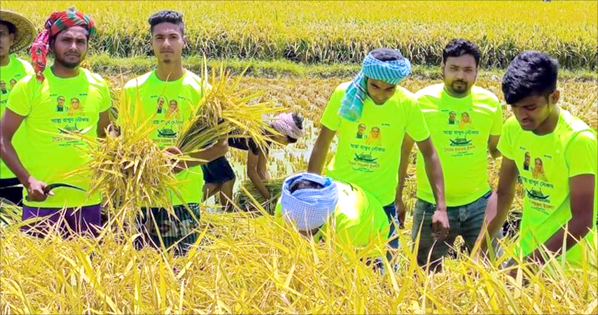 শিবগঞ্জে কৃষকের ধান কেটে দিল ছাত্রলীগ