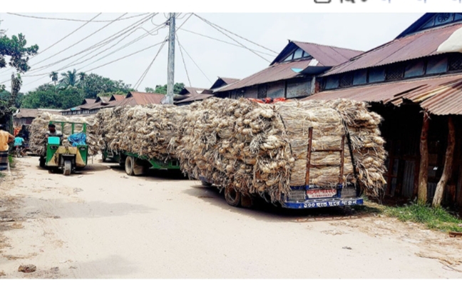 কটিয়াদীতে পাটের বাজারে ধস, লোকসানে চাষিরা