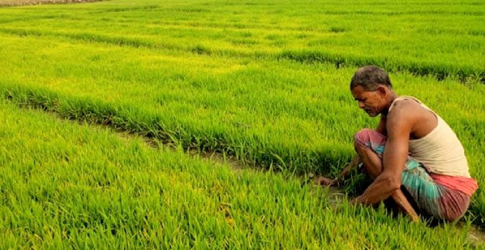 ঠাকুরগাঁওয়ে শীতের তীব্রতায় ধরাশায়ী ফসলের ক্ষেত, বীজতলা নষ্টে দুশ্চিন্তায় কৃষকরা