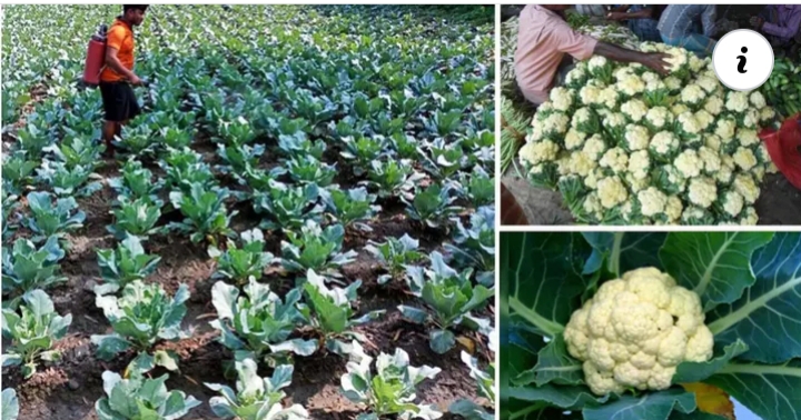 কটিয়াদীতে শীতকালীন সবজি চাষে ব্যস্ত চাষিরা