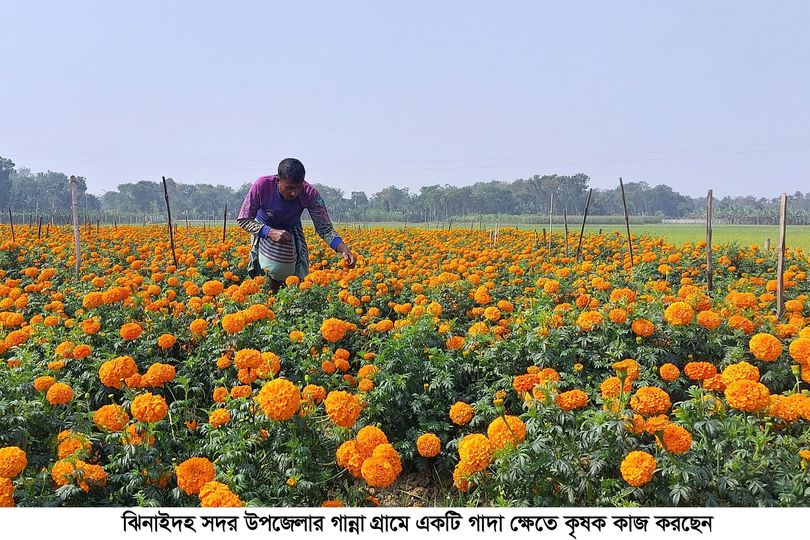 ঝিনাইদহের মাঠে মাঠে অনিন্দ্য শোভা আর স্নিগ্ধ সুবাসের ঘ্রান, দুই’শ কোটি টাকার ফুল বিক্রির আশা