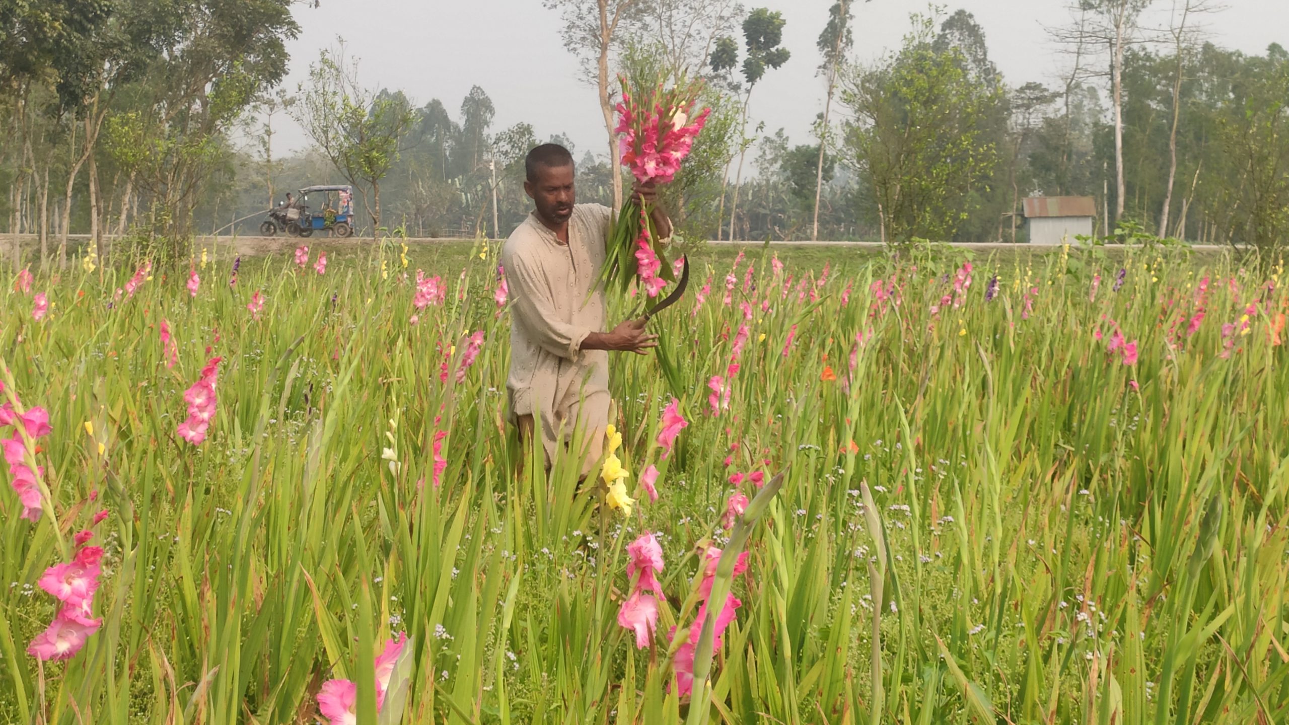 কুড়িগ্রামে বাণিজ্যিকভাবে গ্লাডিওলাস ফুল চাষ