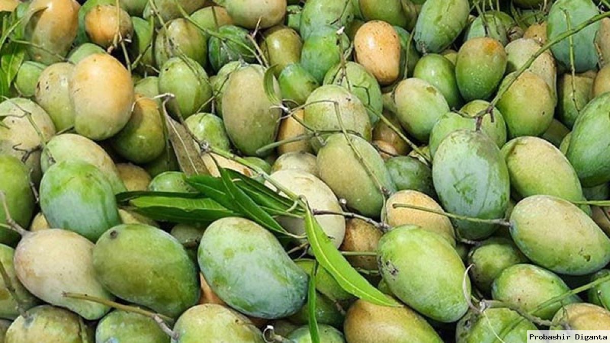 নওগাঁয় আড়াই হাজার কোটি টাকার আম বাণিজ্যের সম্ভাবনা