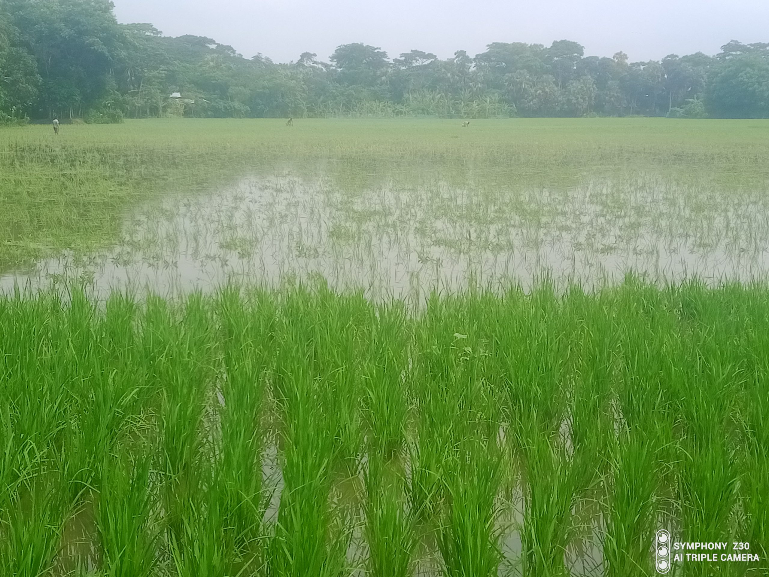 বৃষ্টির পানিতে আমন ধানের চারা নষ্ট, কৃষকের চোখে মুখে চিন্তার ভাঁজ!