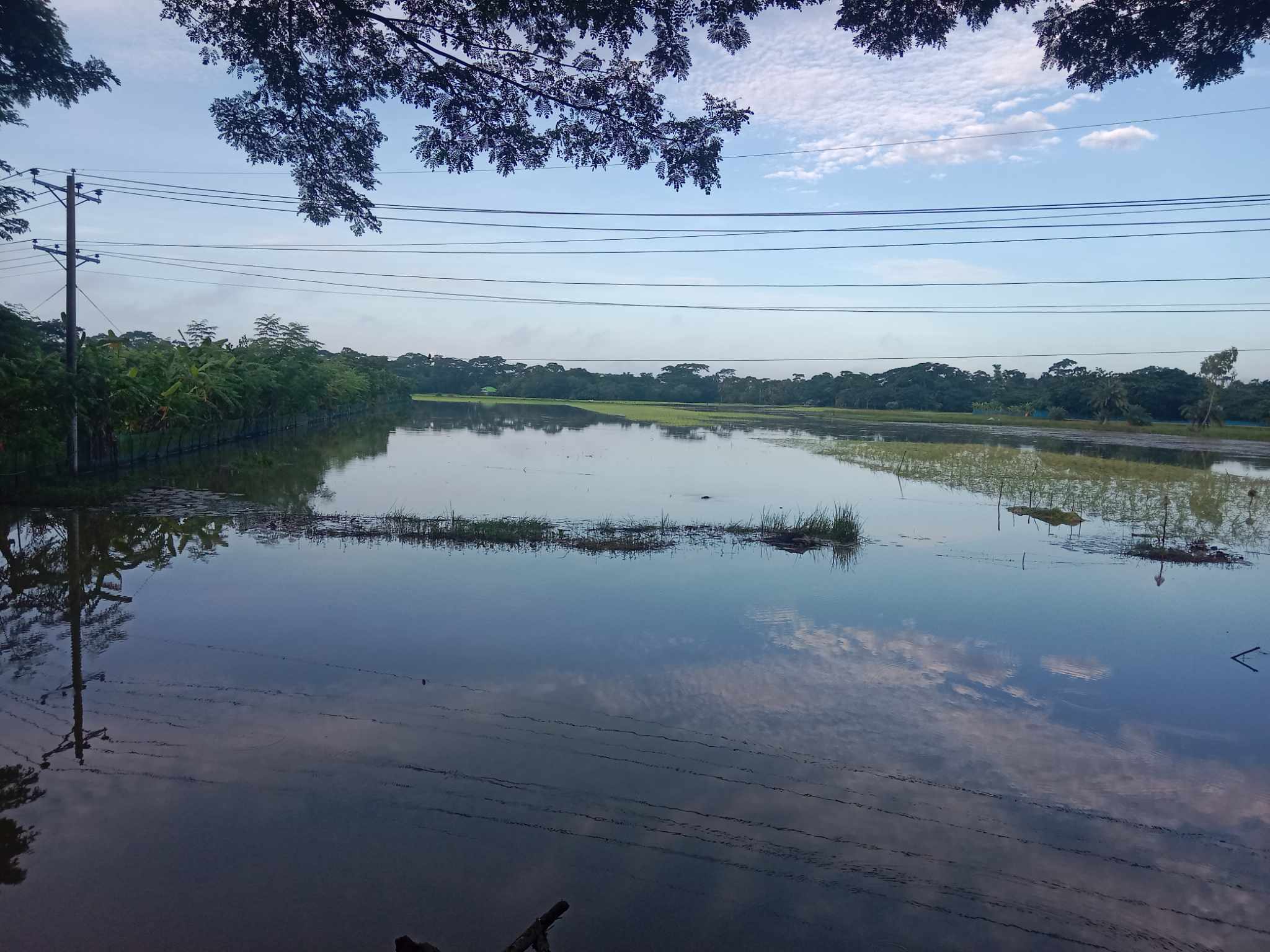 দিশাহারা বাগেরহাটের ৯ উপজেলার কৃষক : আমন ধানের চারা সংকট