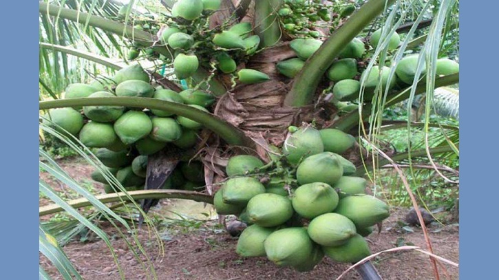 বাগেরহাটে ডাবের বাম্পার ফলন, কৃষকের মুখে হাসি