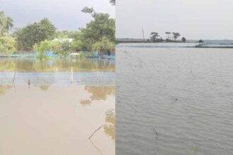 বাগেরহাটে টানা বৃষ্টিতে ভেসে গেছে কোটি কোটি টাকার মাছ