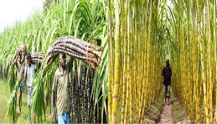 বাগেরহাটের ৯ উপজেলায় আখের বাম্পার ফলন, চাষির মুখে হাসির ঝিলিক
