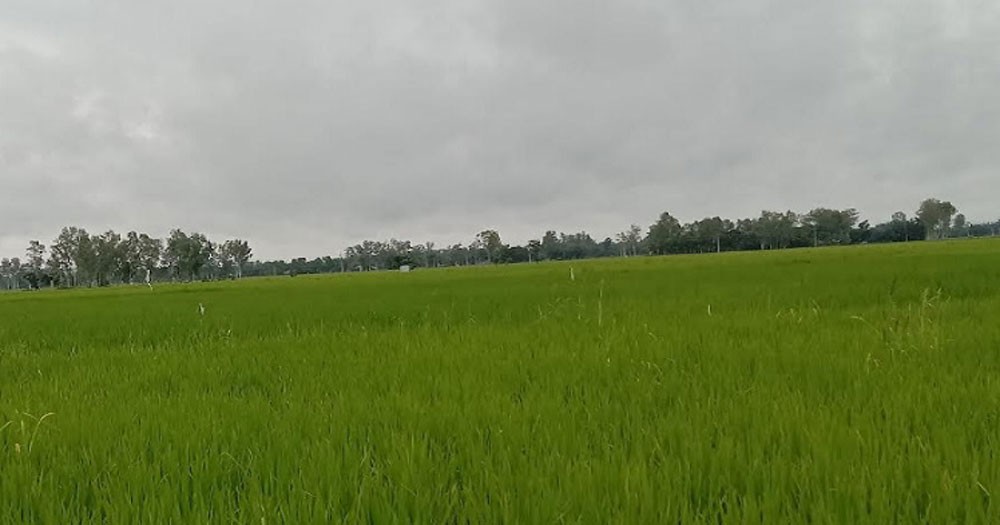 বাগেরহাটে আমন ধানের বাম্পার ফলনের সম্ভাবনা
