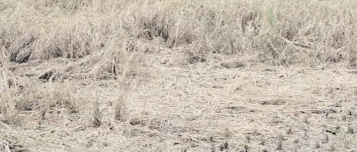 কটিয়াদীতে নতুন জাতের ধান রোপনে ব্যাপক ক্ষতির মুখে কৃষক