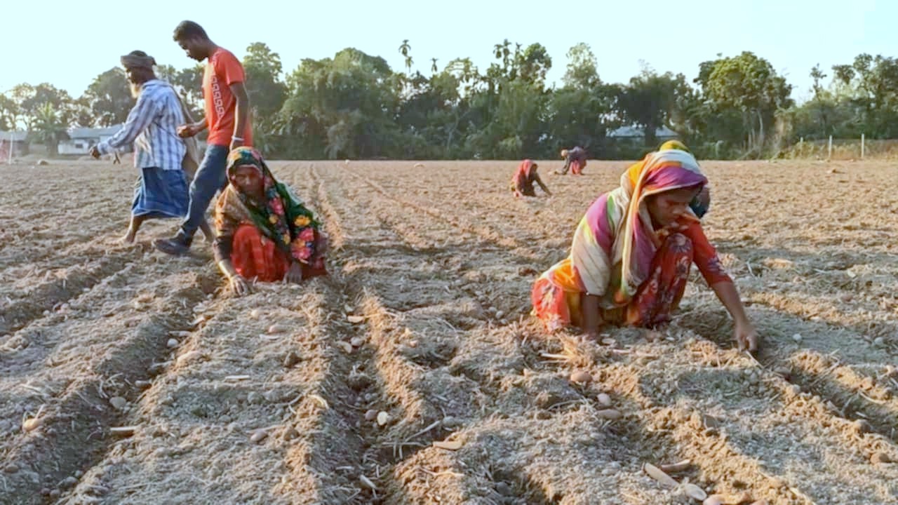 বাড়তি উৎপাদন ব্যয়ের ঝুঁকি নিয়েই আগাম আলু চাষে ব্যস্ত ঠাকুরগাঁওয়ের চাষীরা