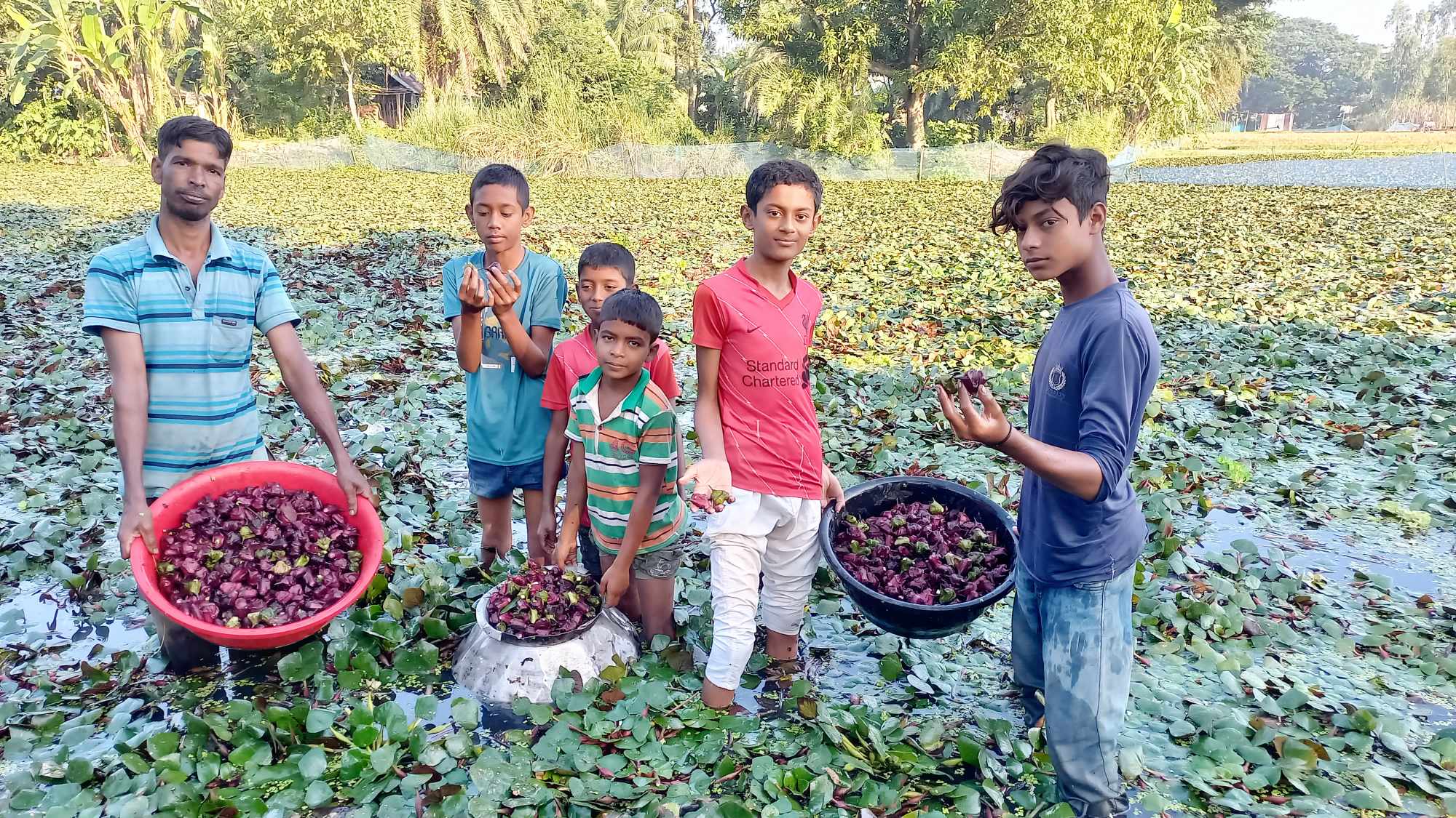 সিংড়ায় পানিফল চাষে আগ্রহ বাড়ছে কৃষকদের