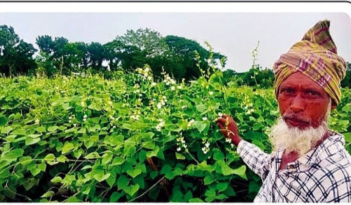 কটিয়াদীতে আগাম শিম চাষে সফল্যের স্বপ্ন দেখছে কৃষক