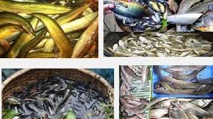 সুন্দরবনের উপকূলে দেশীয় অর্ধশত প্রজাতির মাছের অস্তিত্ব বিলীন