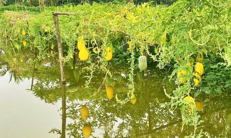 বাগেরহাটে মাছের ঘেরে ঝুলছে হলুদ-সবুজ-কালো রঙের তরমুজ!