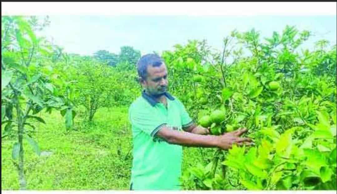 মোরেলগঞ্জে শিক্ষক বাশার এখন সফল মাল্টা চাষী