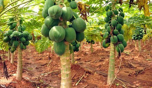 পেঁপে চাষে কৃষকের ভাগ্য বদল