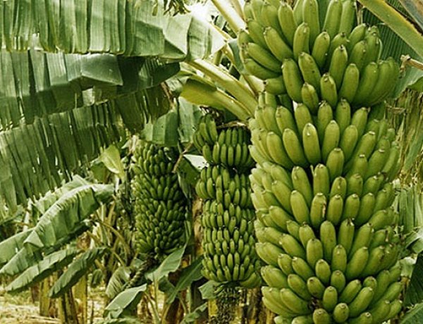 বাগেরহাটের লবণাক্ত জমিতে কলার বাম্পার ফলন