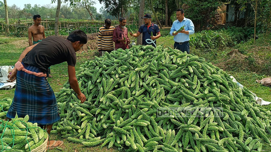 মোরেলগঞ্জে লবণাক্ত জমিতে করলার বাম্পার ফলন