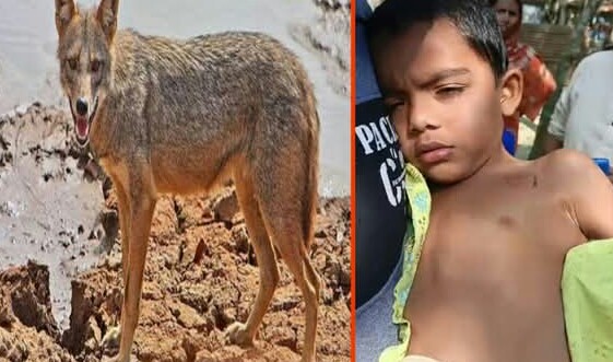 কটিয়াদীতে শিয়ালের কামড়ে শিশুসহ আহত ৫