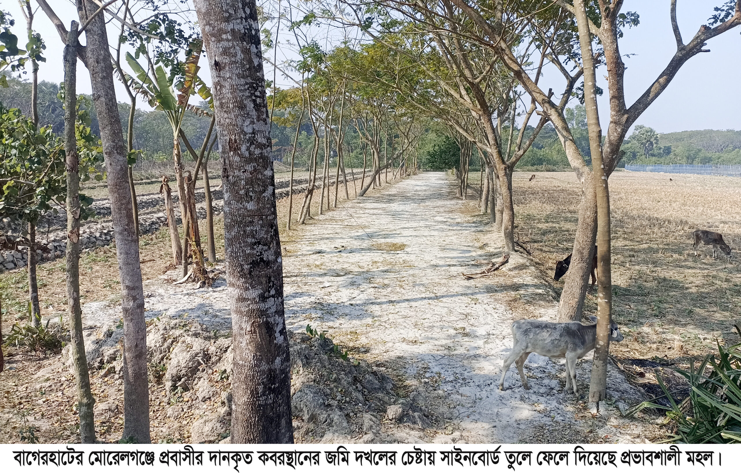 মোরেলগঞ্জে প্রবাসীর জমি দখল করে জোরপূর্বক ধান কাটার অভিযোগ