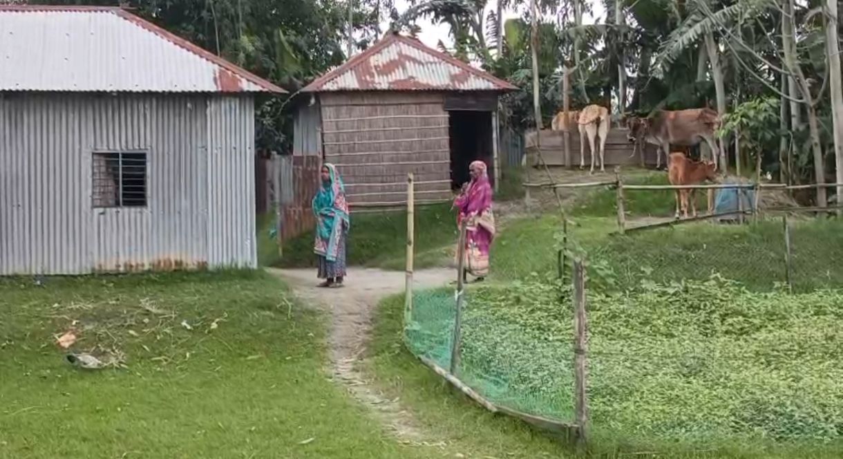 কুড়িগ্রামের চরে কোরবানির স্বপ্ন বিলাসিতা, অনেক ঘরে জুটবে না এক টুকরো মাংসও