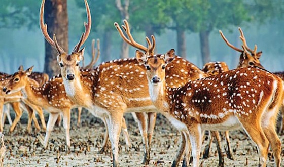 সুন্দরবনে ৭০ কেজি হরিণের মাংস উদ্ধার ও নিষিদ্ধ সময়ে কাঁকড়া শিকার : আটক ৩
