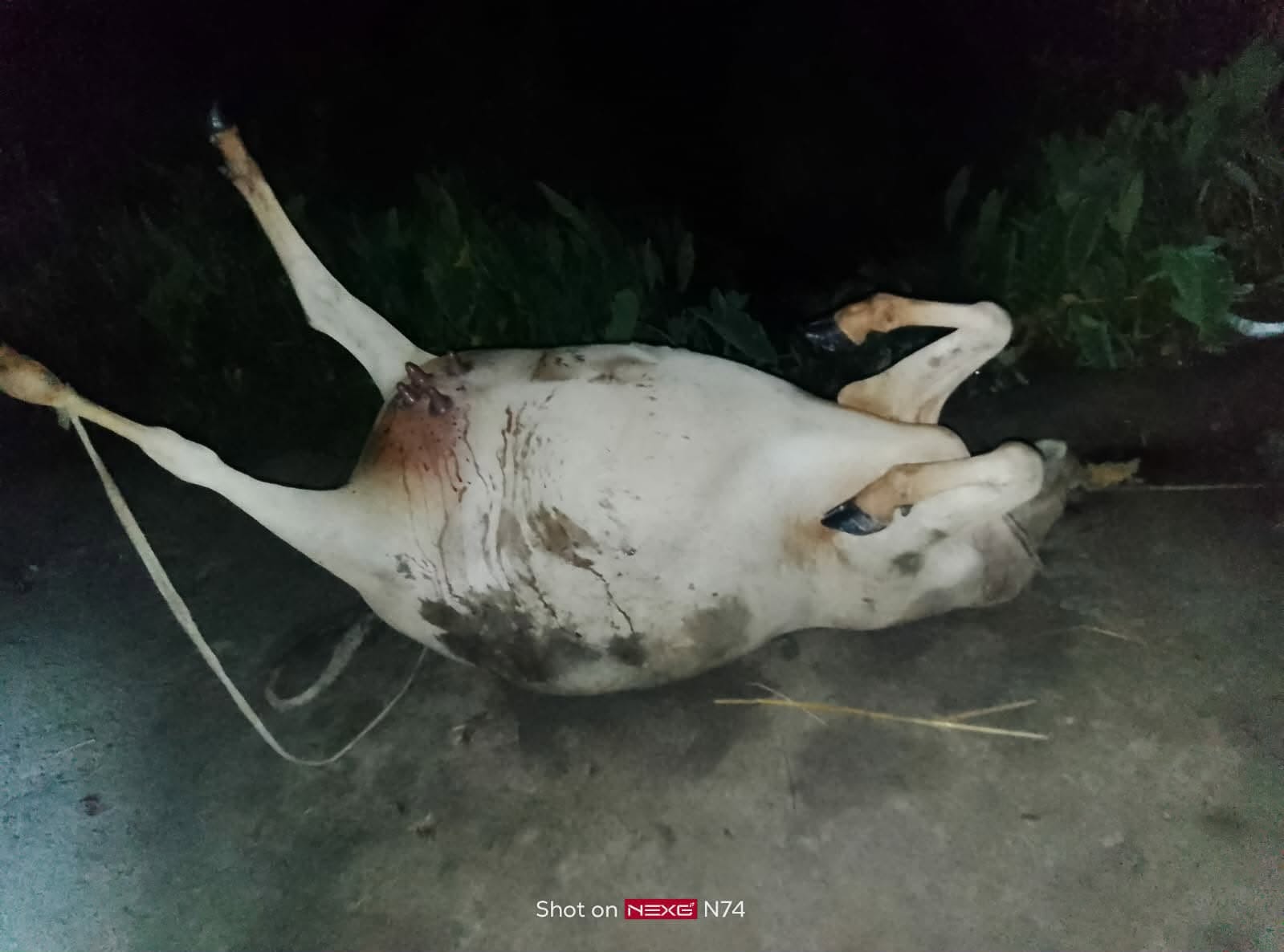 মোরেলগঞ্জে গর্ভবতী গাভী পিটিয়ে হত্যার অভিযোগ