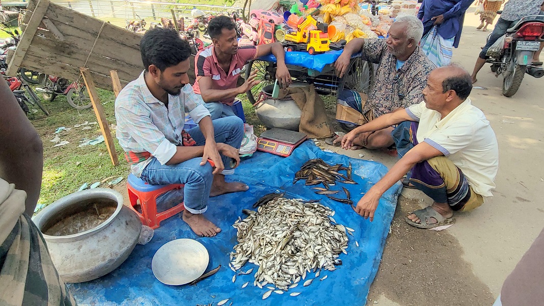 বুড়ির বাঁধে মাছ শিকার উৎসবে মেতেছে ঠাকুরগাঁওবাসী