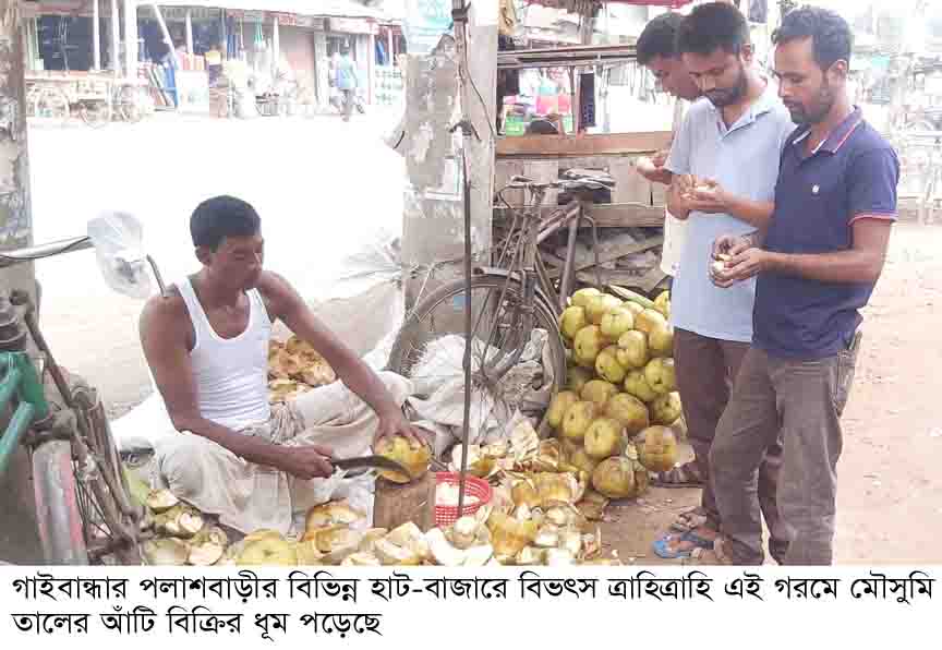 পলাশবাড়ীতে বিভৎস গরমে মৌসুমি তালের আঁটি বিক্রির ধূম