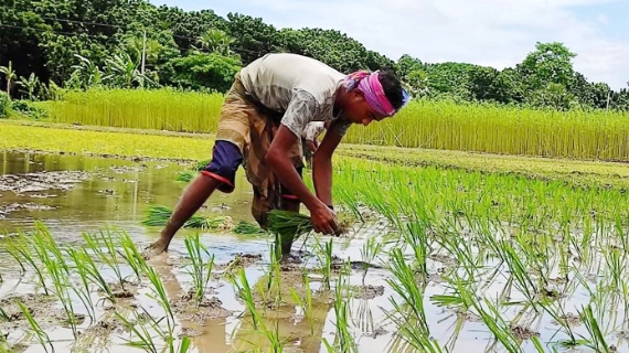 আমন মৌসুমে সেচ নিশ্চিত করতে ৬ সিদ্ধান্ত