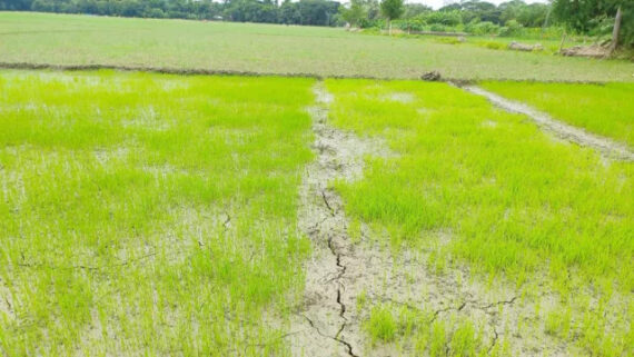 পানির অভাবে আমন চাষে বাঁধা শরণখোলার কৃষকদের