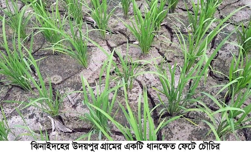 খরায় পুড়ছে মাঠের ধান ক্ষেত, উৎপাদন ব্যাহত হওয়ার আশংকা