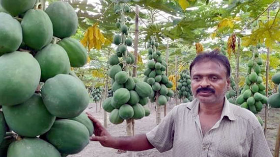 পলাশবাড়ীতে পেঁপে ফলনে স্বাবলম্বী চাষী আমিরজল