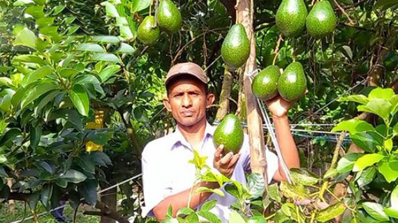 ঝিনাইদহে বিদেশী ফল অ্যাভোকাডোর বাণিজ্যিক চাষ
