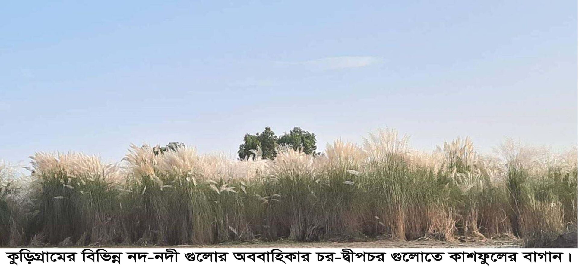 কুড়িগ্রামে চর-দ্বীপচরগুলোতে সাদা কাশফুলের মেলা